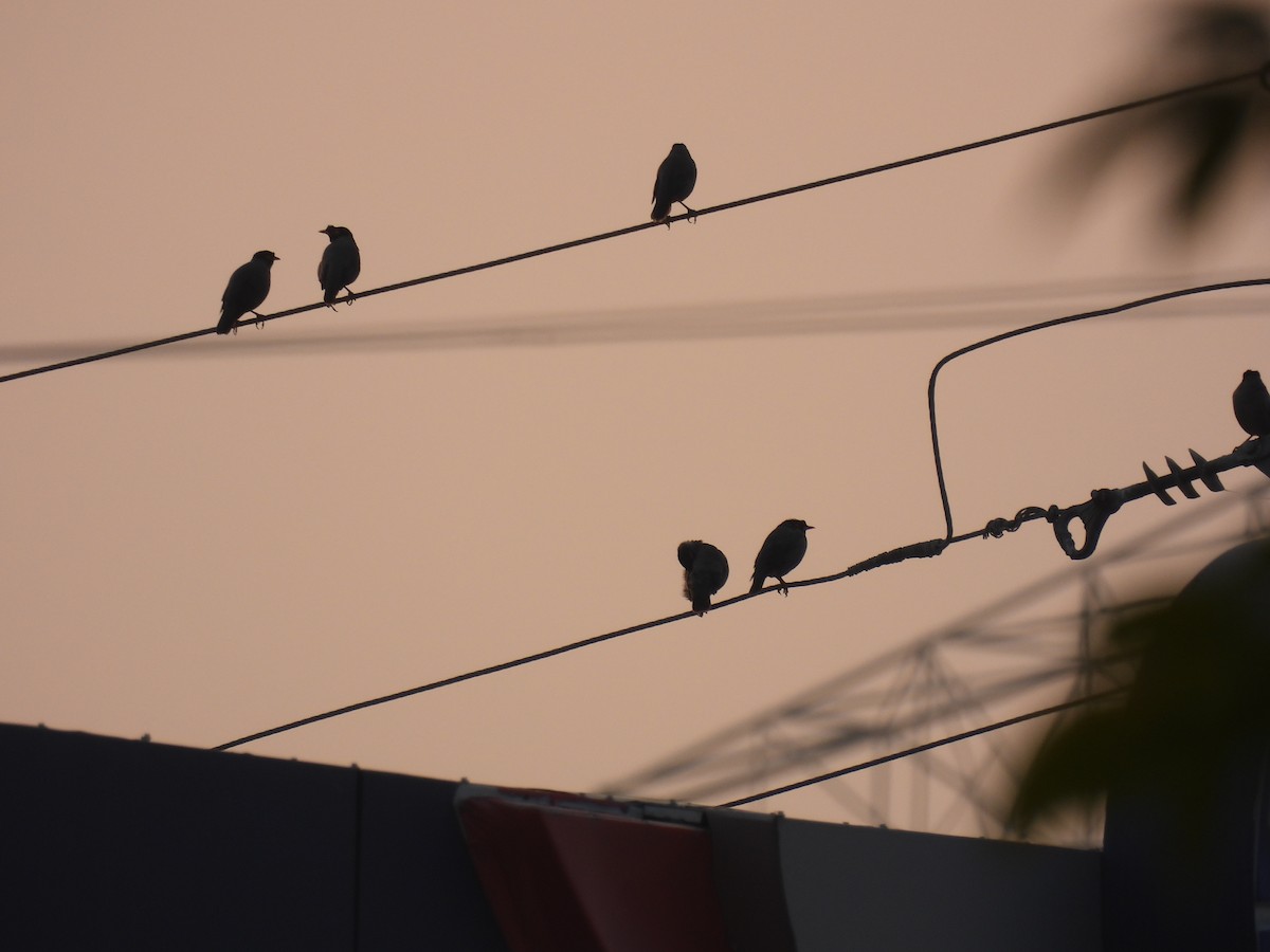 Bank Myna - ML646132345