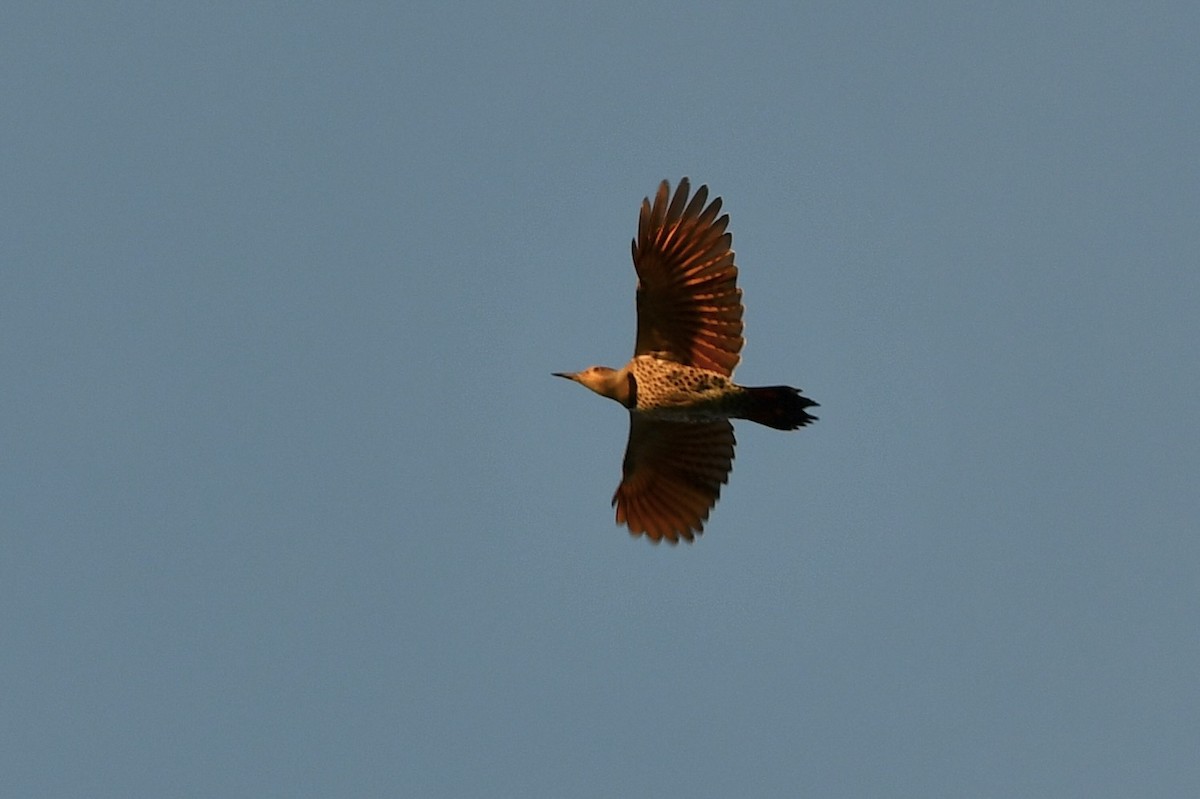 Northern Flicker (Red-shafted) - ML646132346