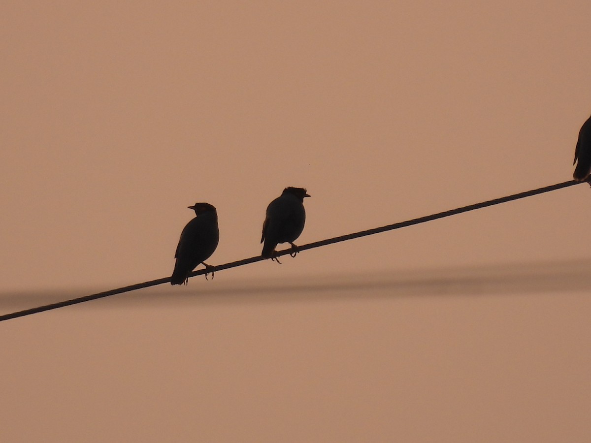 Bank Myna - ML646132347