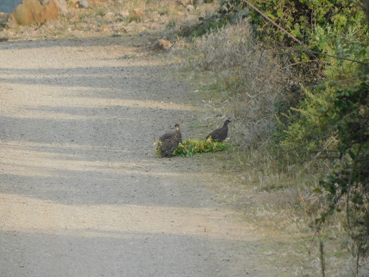 Francolin d'Erckel - ML646132348