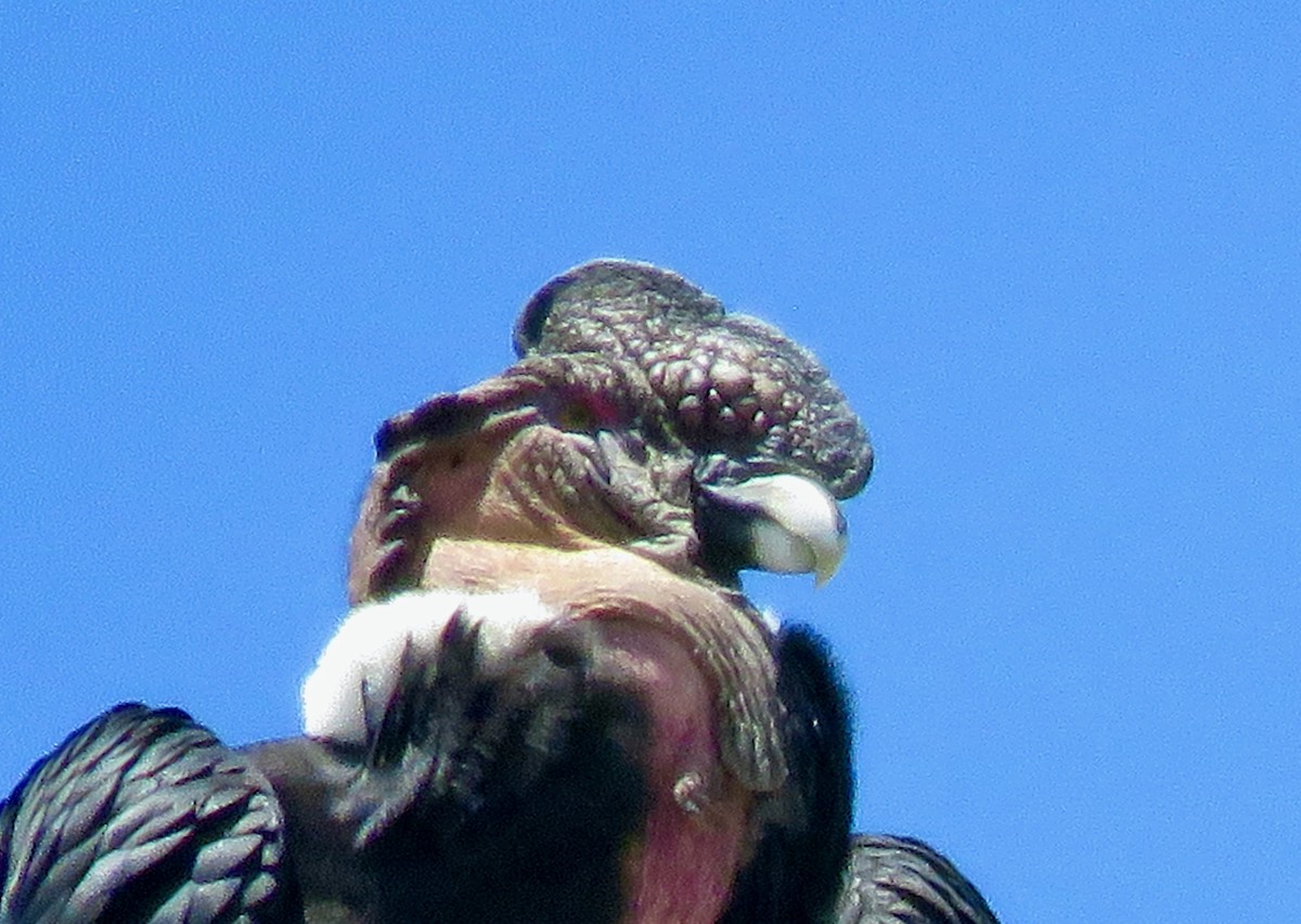 Andean Condor - ML646132352