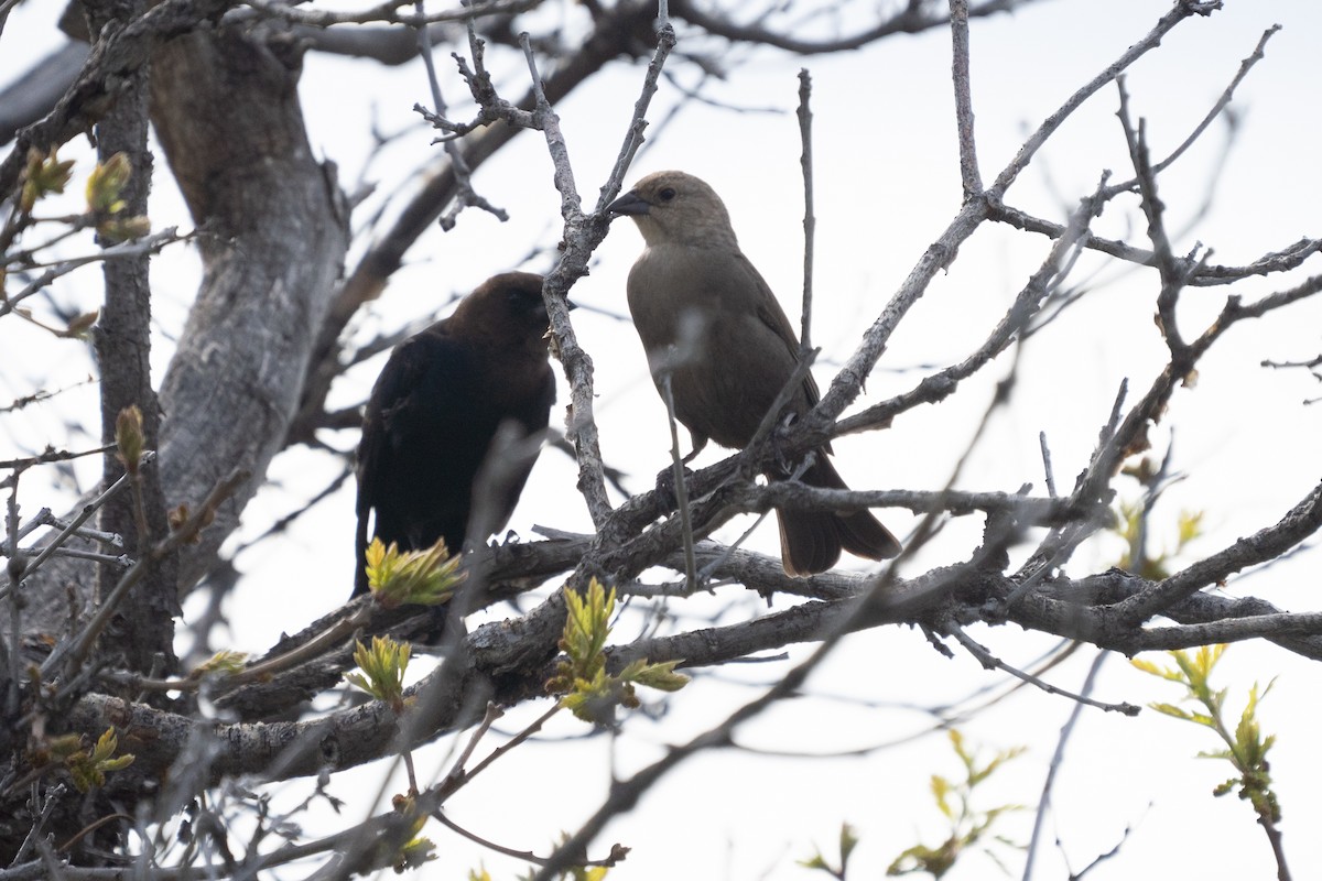 שחרורית חומת-ראש - ML646132356