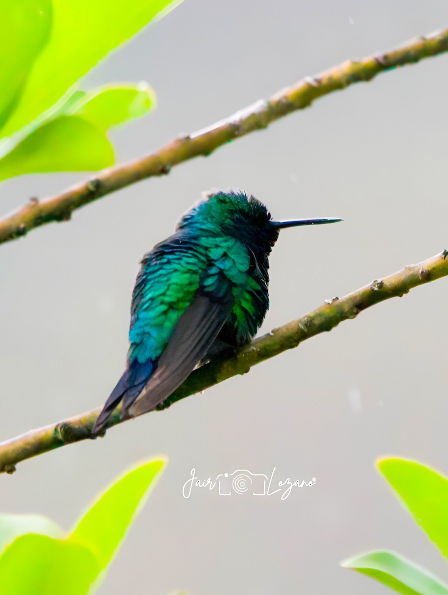 Western Emerald - ML646132360