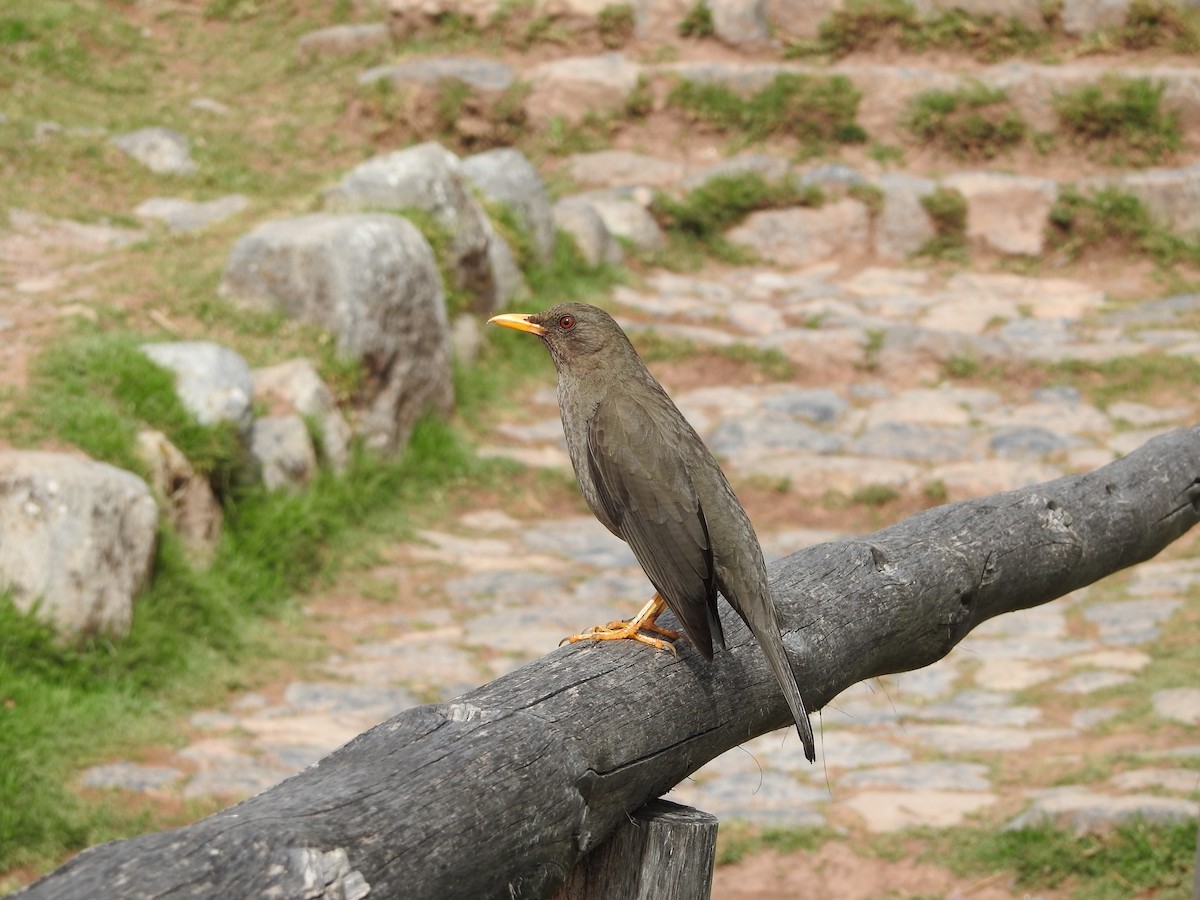 Chiguanco Thrush - ML646132361