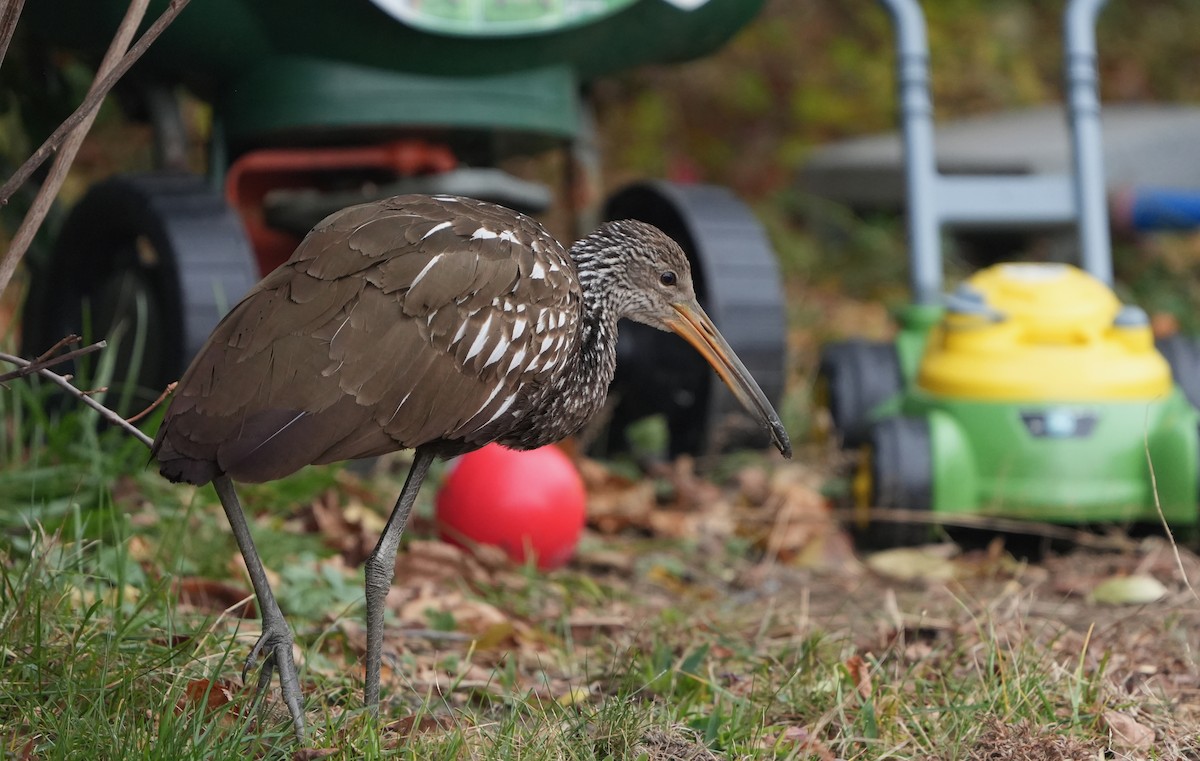 Limpkin - ML646132362