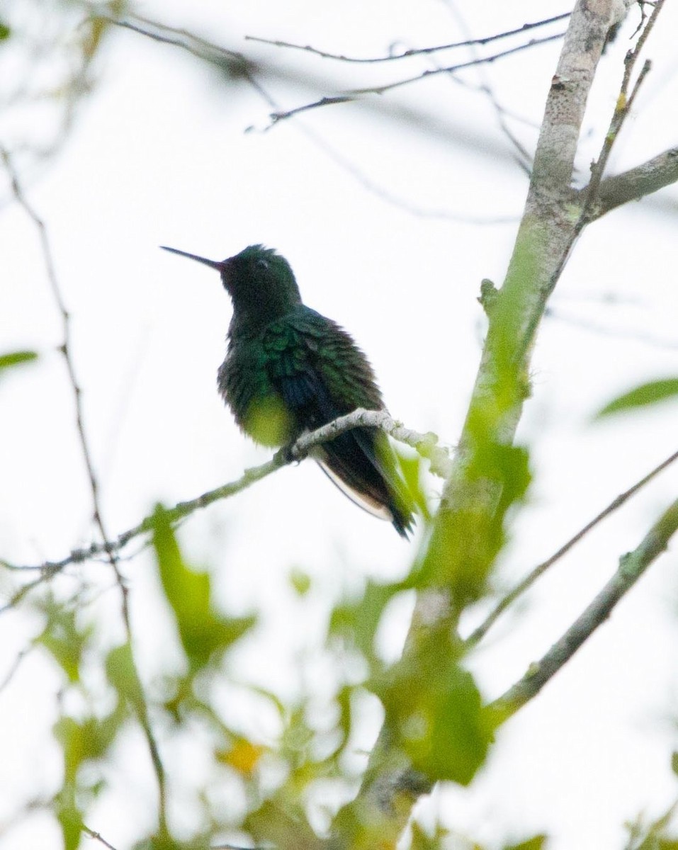 Steely-vented Hummingbird - ML646132377