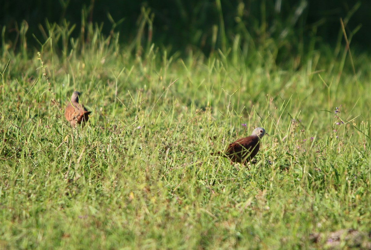 Ruddy Ground Dove - ML646132388
