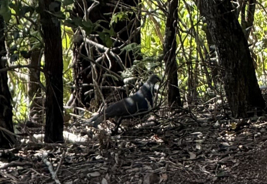 Wonga Pigeon - ML646132390