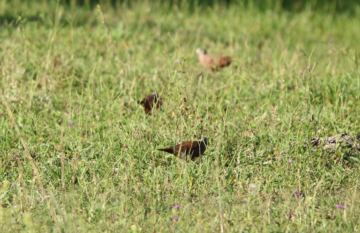 Ruddy Ground Dove - ML646132391