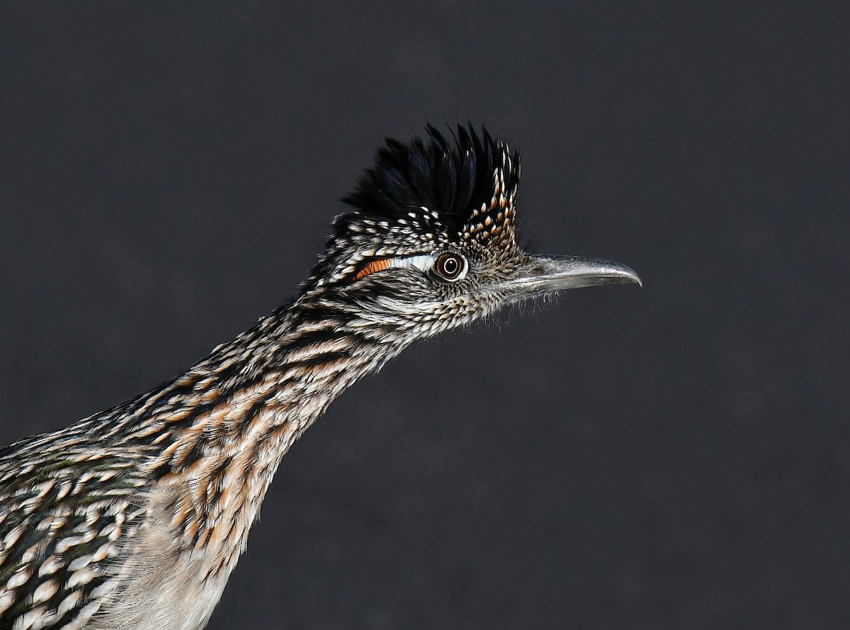 Greater Roadrunner - ML646132394
