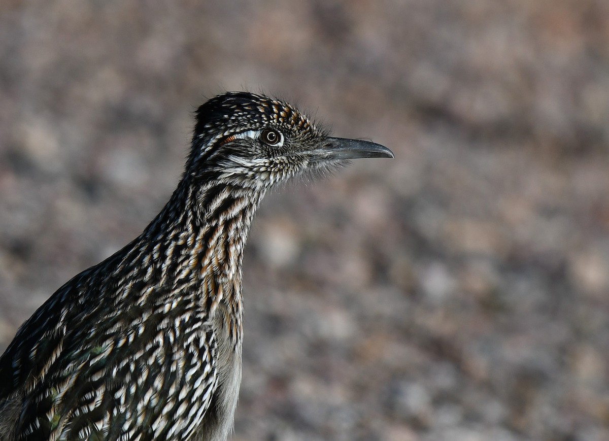 Greater Roadrunner - ML646132399