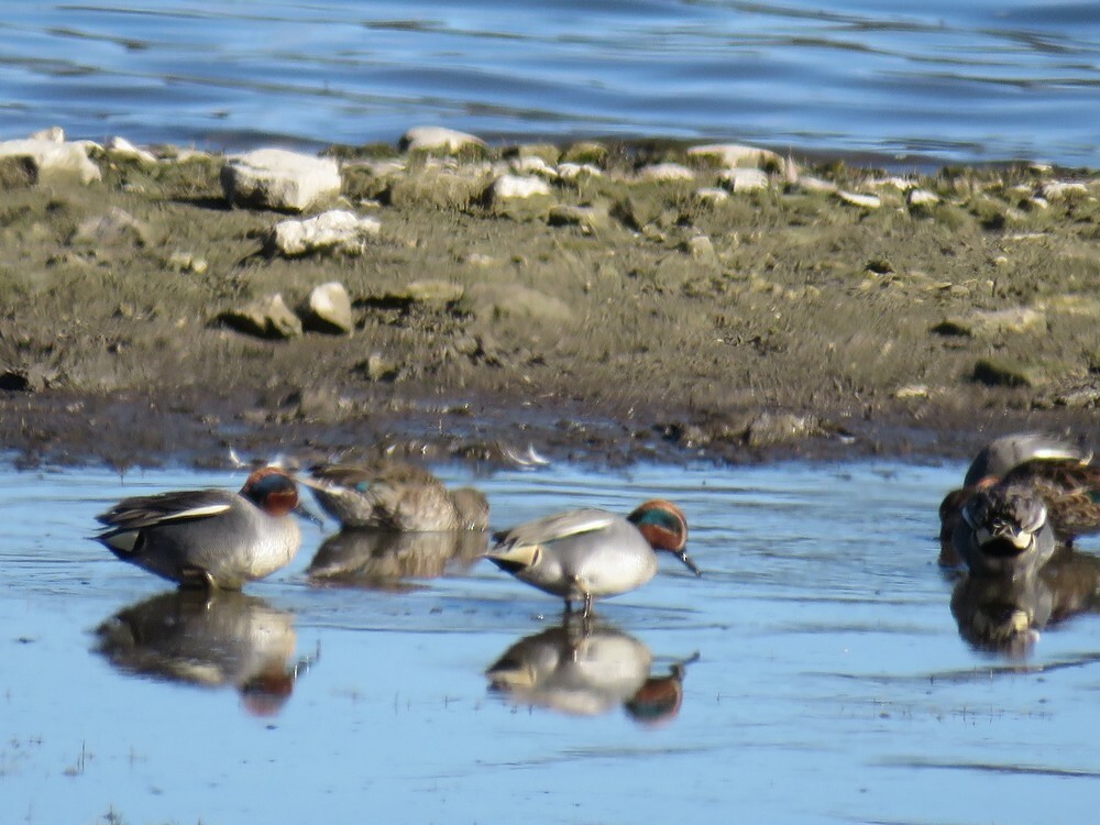 Green-winged Teal - ML646132407