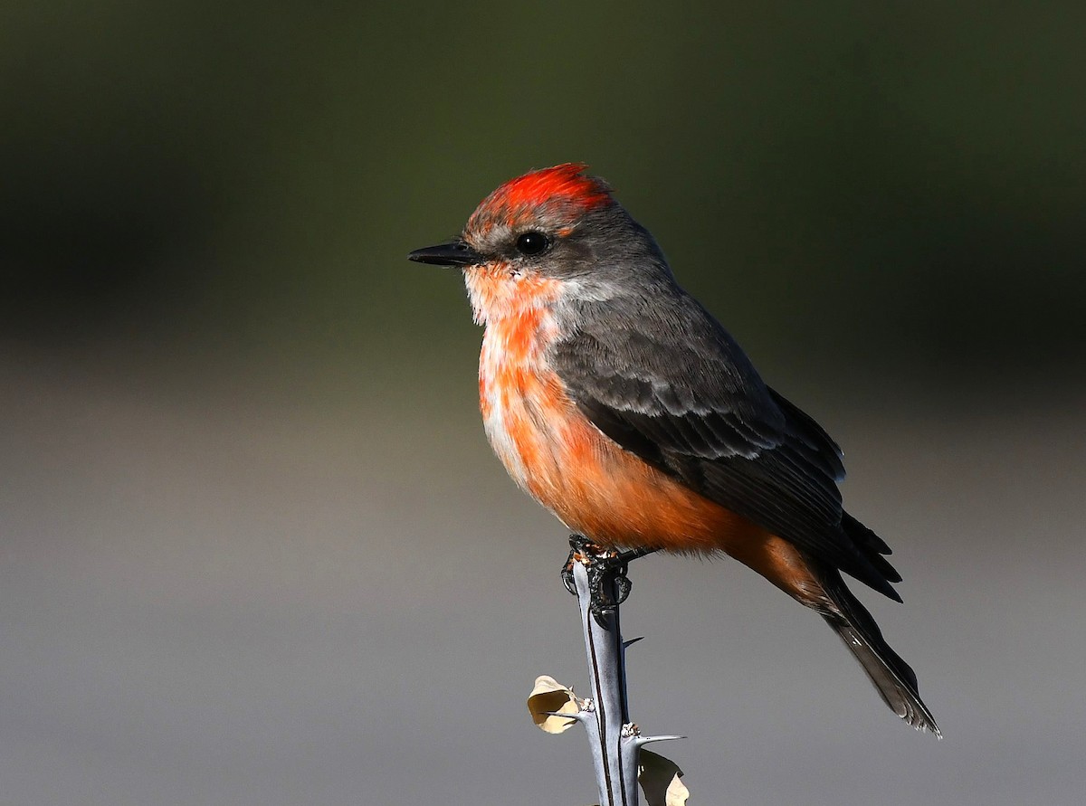 Vermilion Flycatcher - ML646132410