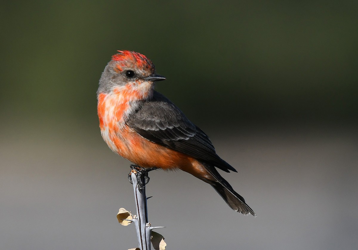 Vermilion Flycatcher - ML646132418