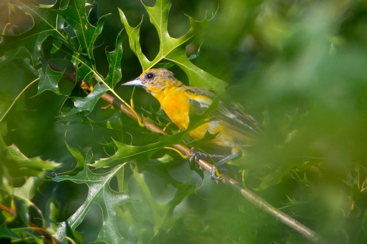 Балтиморский трупиал - ML646132427