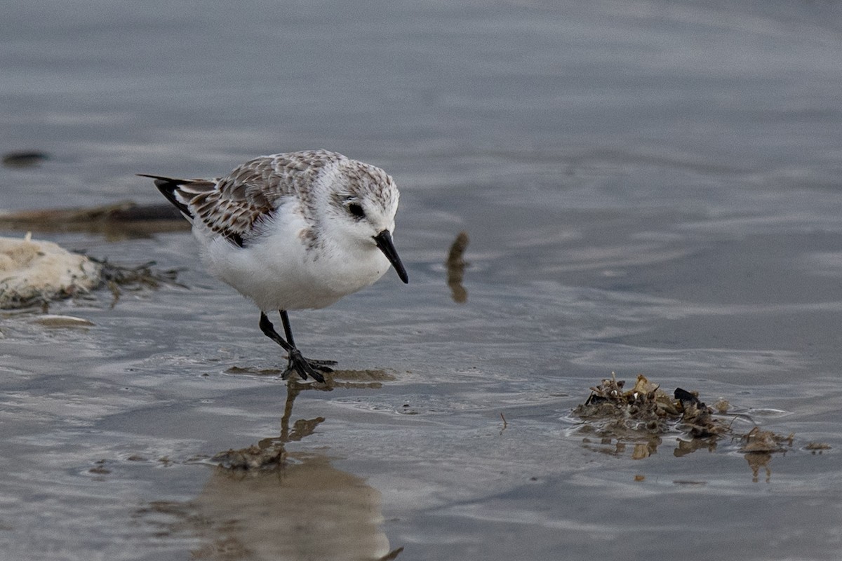 Sanderling - ML646132442