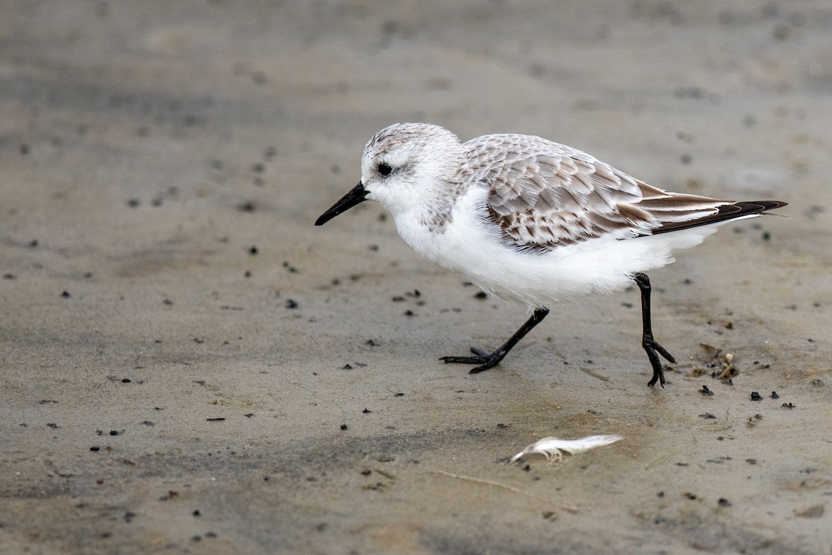 Sanderling - ML646132443