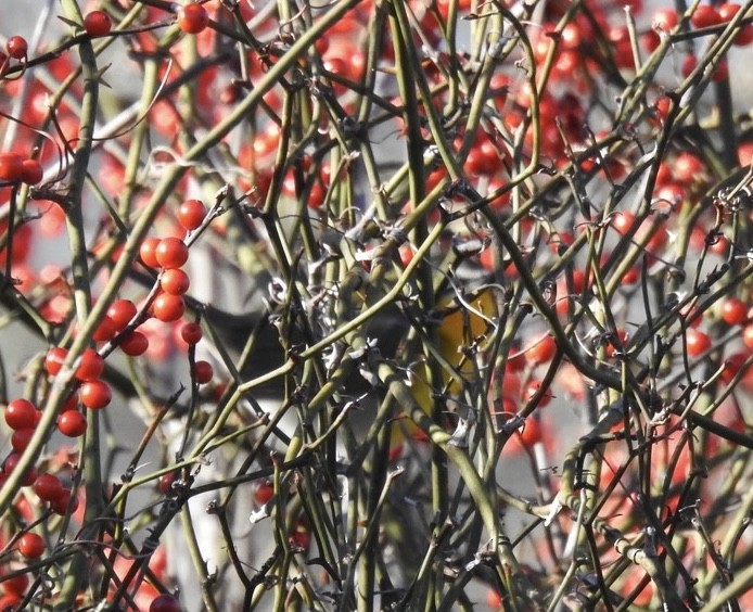 Yellow-breasted Chat - ML646132453