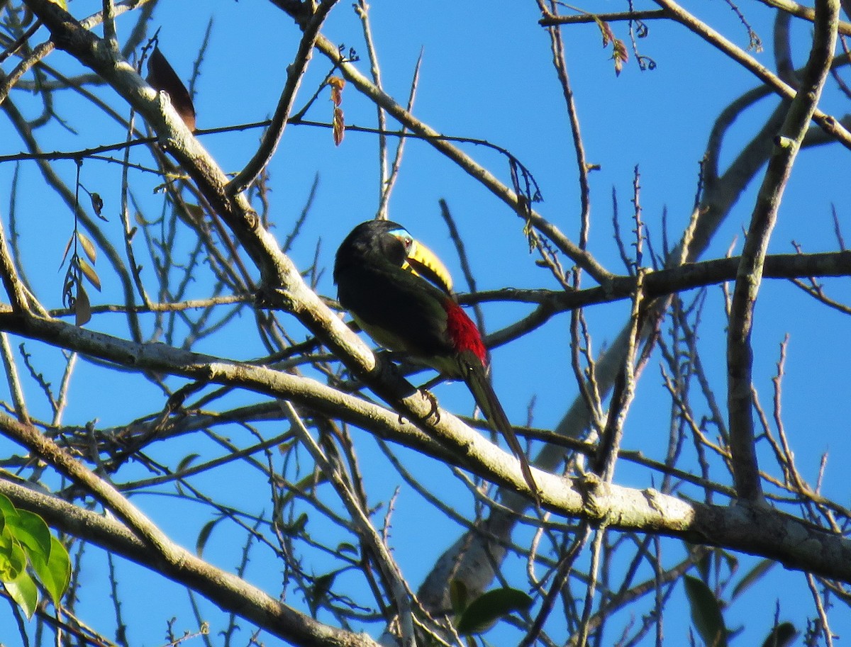 Lettered Aracari (Lettered) - ML646132455