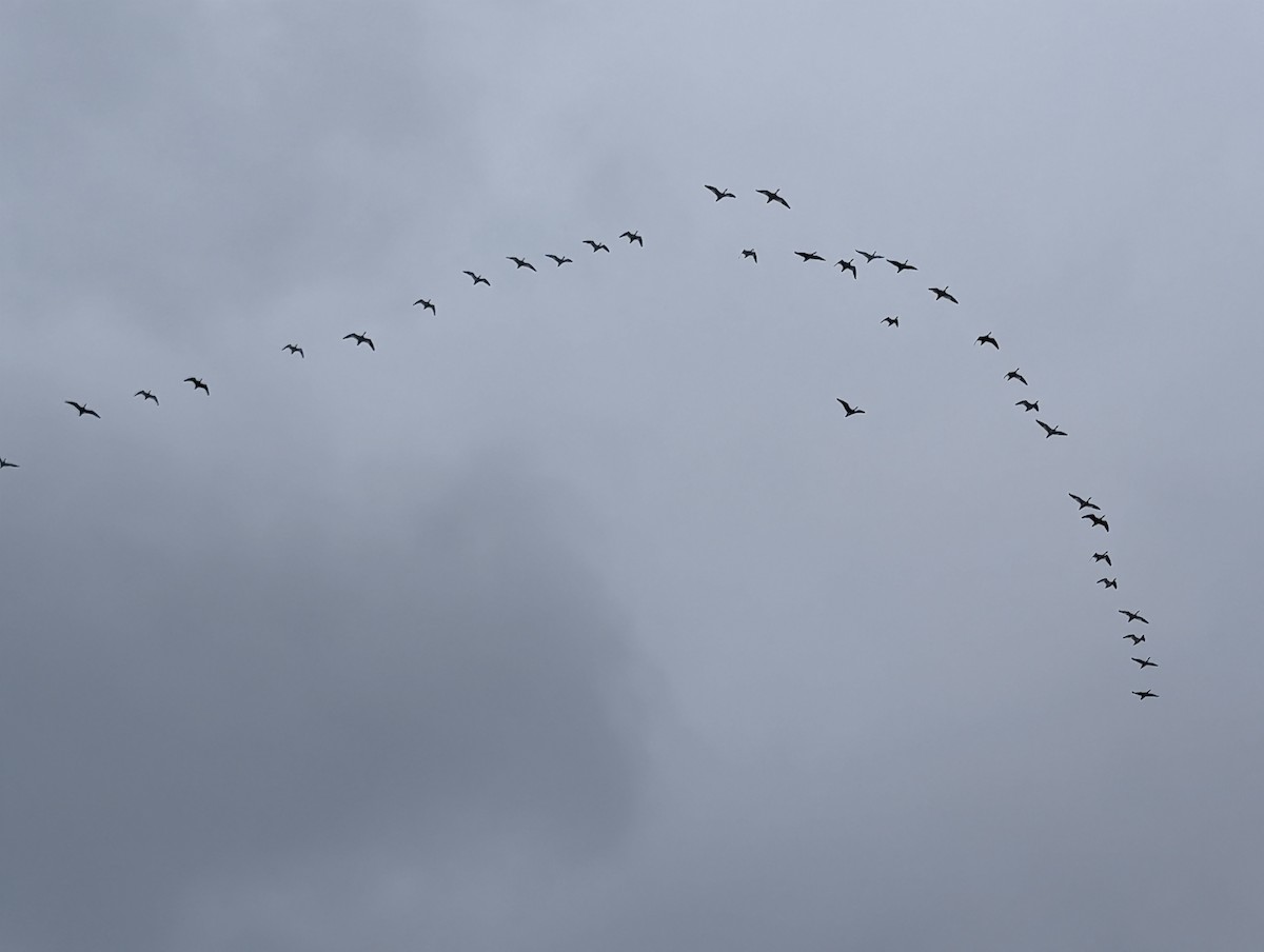 Snow Goose - ML646132462