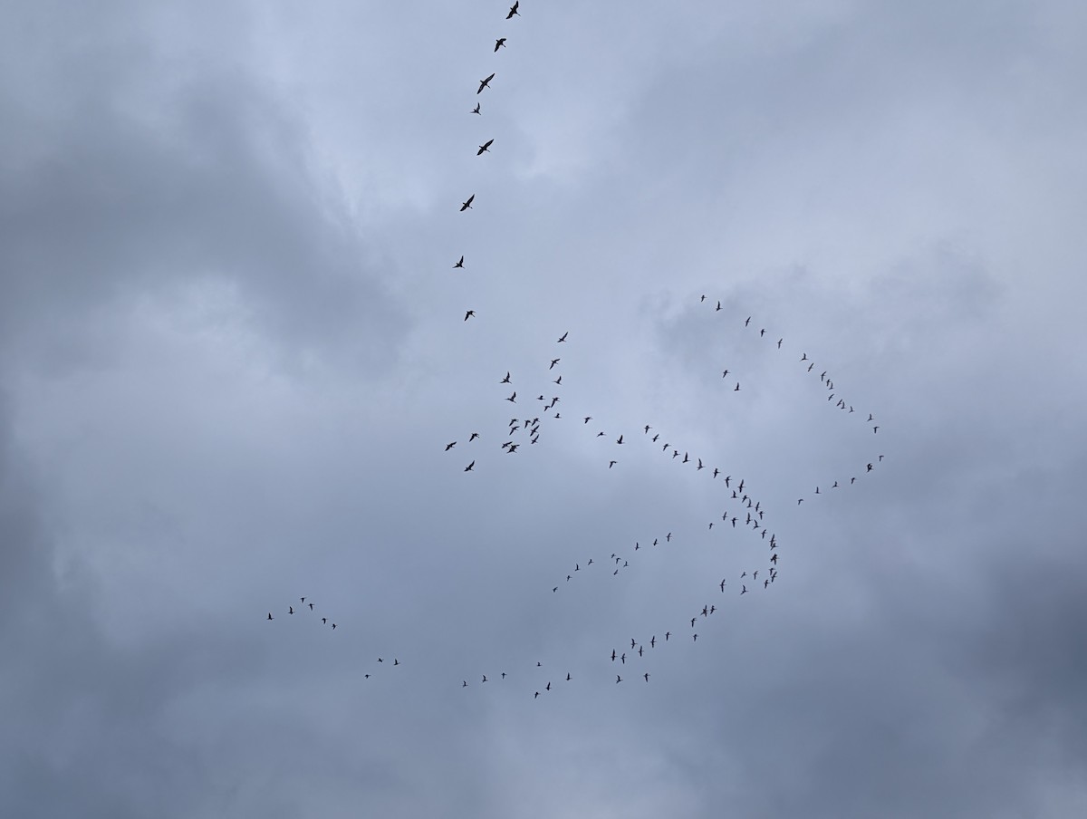 Snow Goose - ML646132472