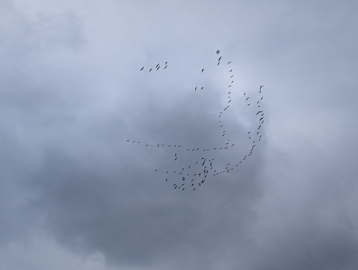 Snow Goose - ML646132473