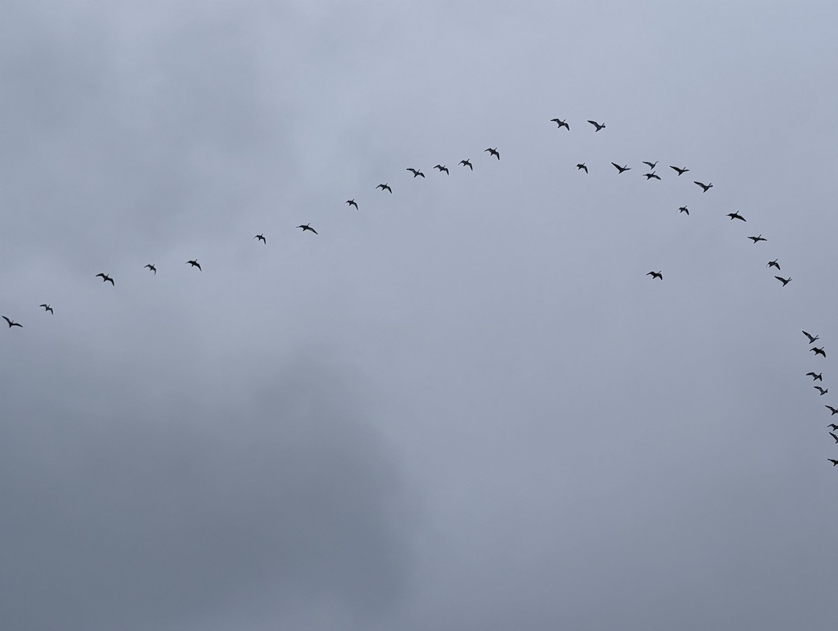 Snow Goose - ML646132475