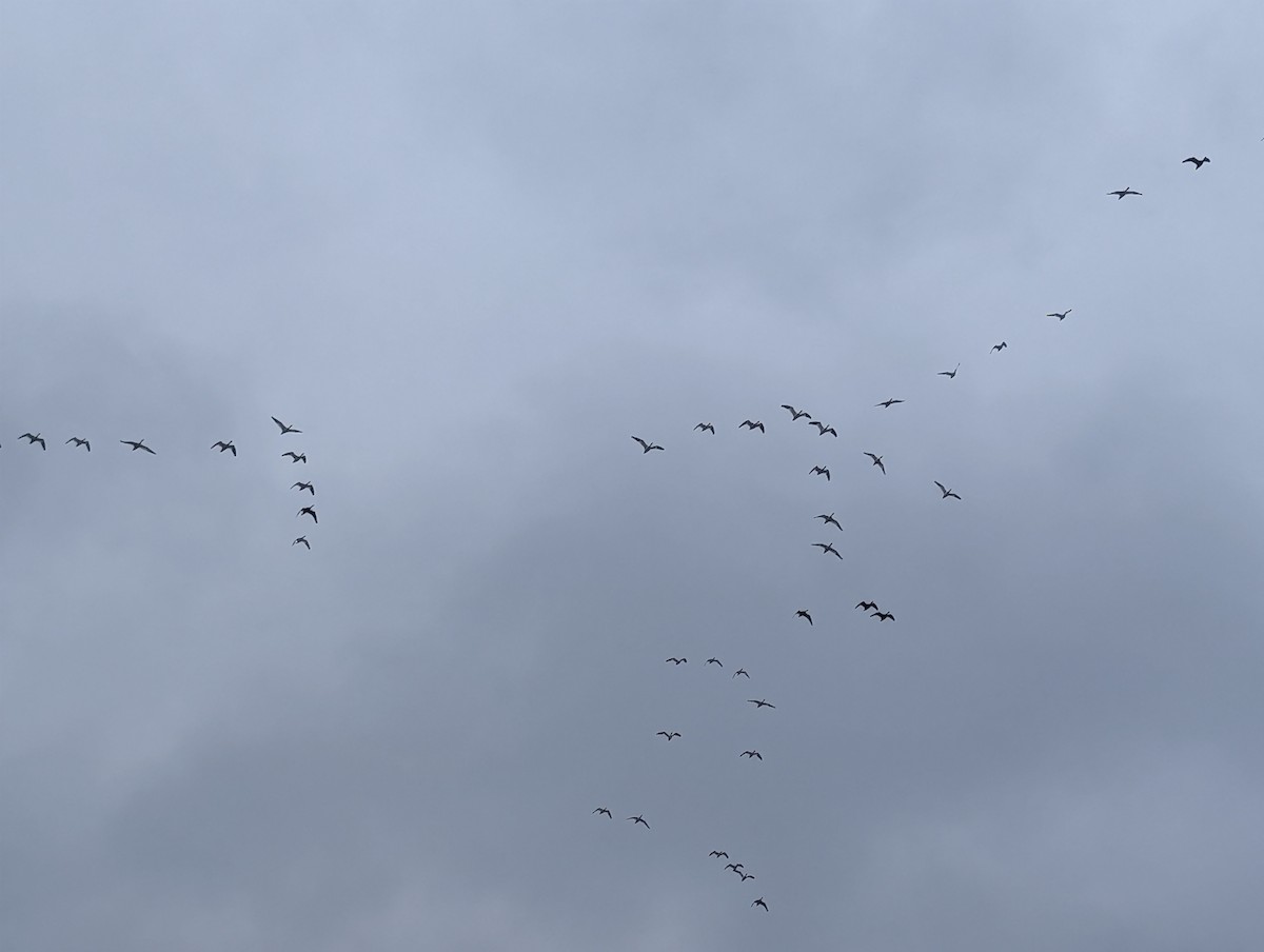 Snow Goose - ML646132476