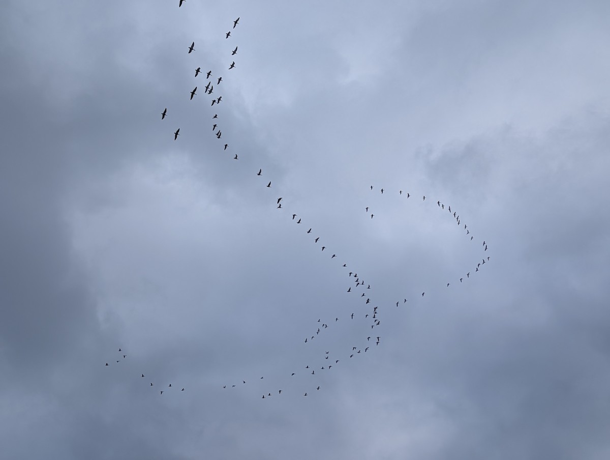 Snow Goose - ML646132477