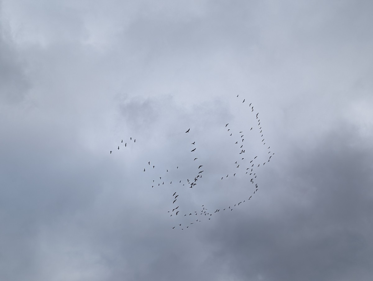 Snow Goose - ML646132478