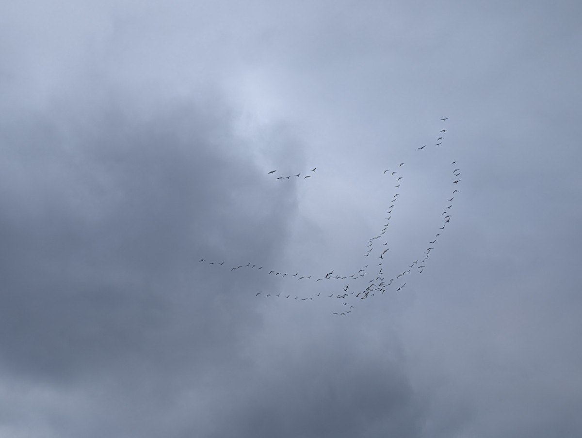 Snow Goose - ML646132479