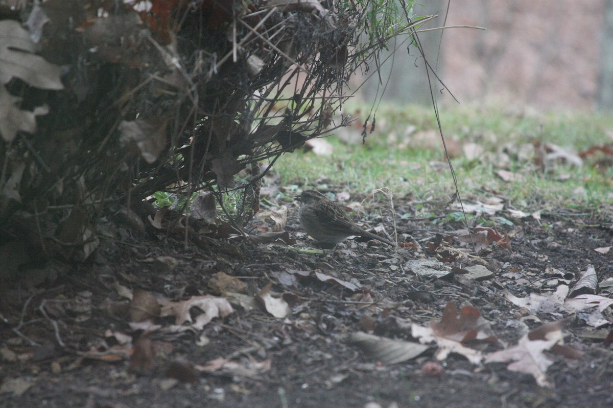 Song Sparrow - ML646132493