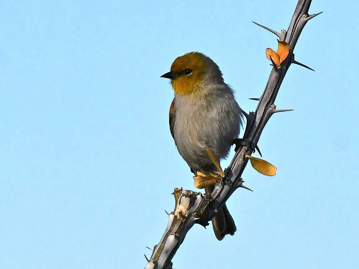 Verdin - ML646132497