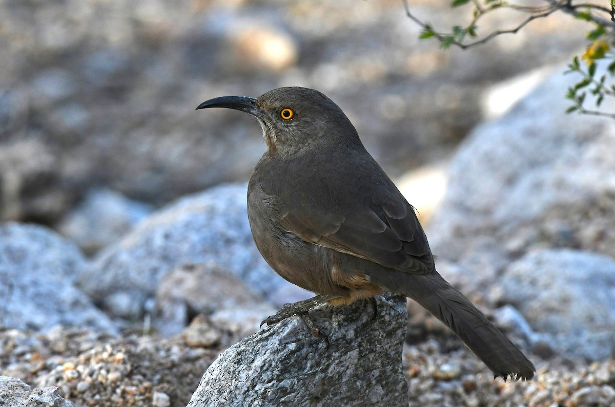 Curve-billed Thrasher - ML646132501