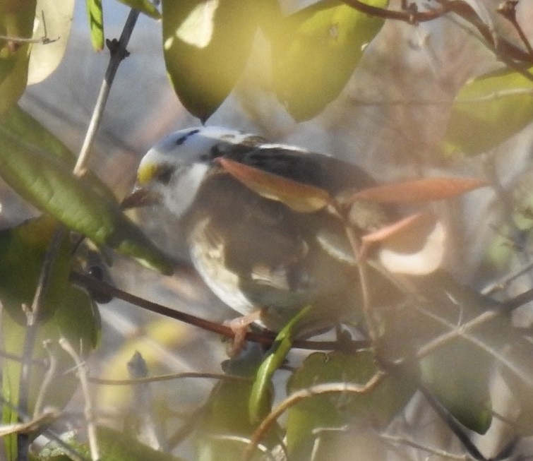 White-throated Sparrow - ML646132506
