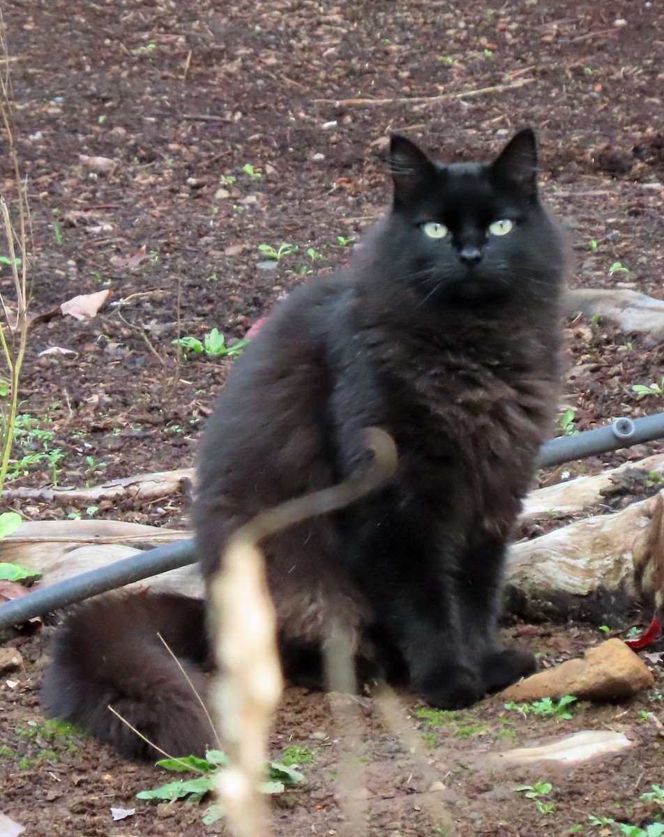 Domestic Cat - ML646132529