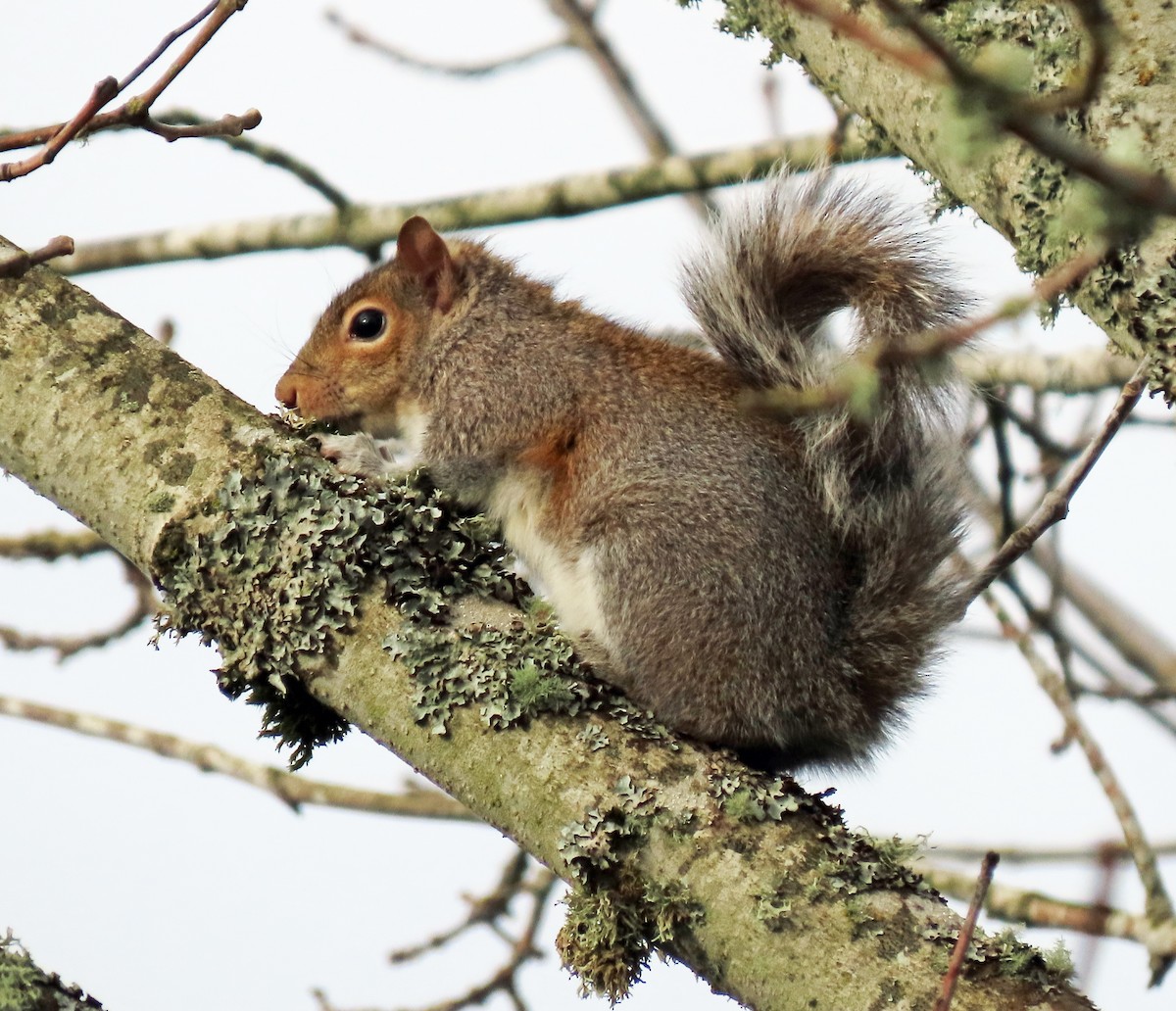 Eastern Gray Squirrel - ML646132530