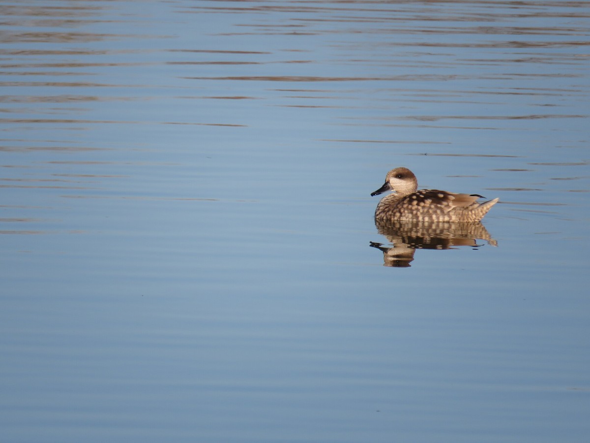 Marbled Duck - ML646132541
