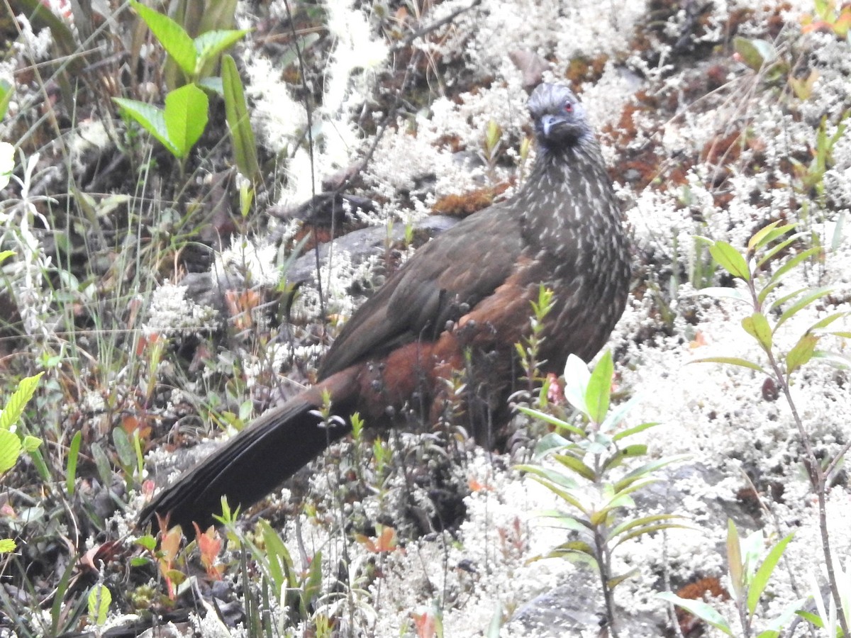 Andenguan - ML646132558