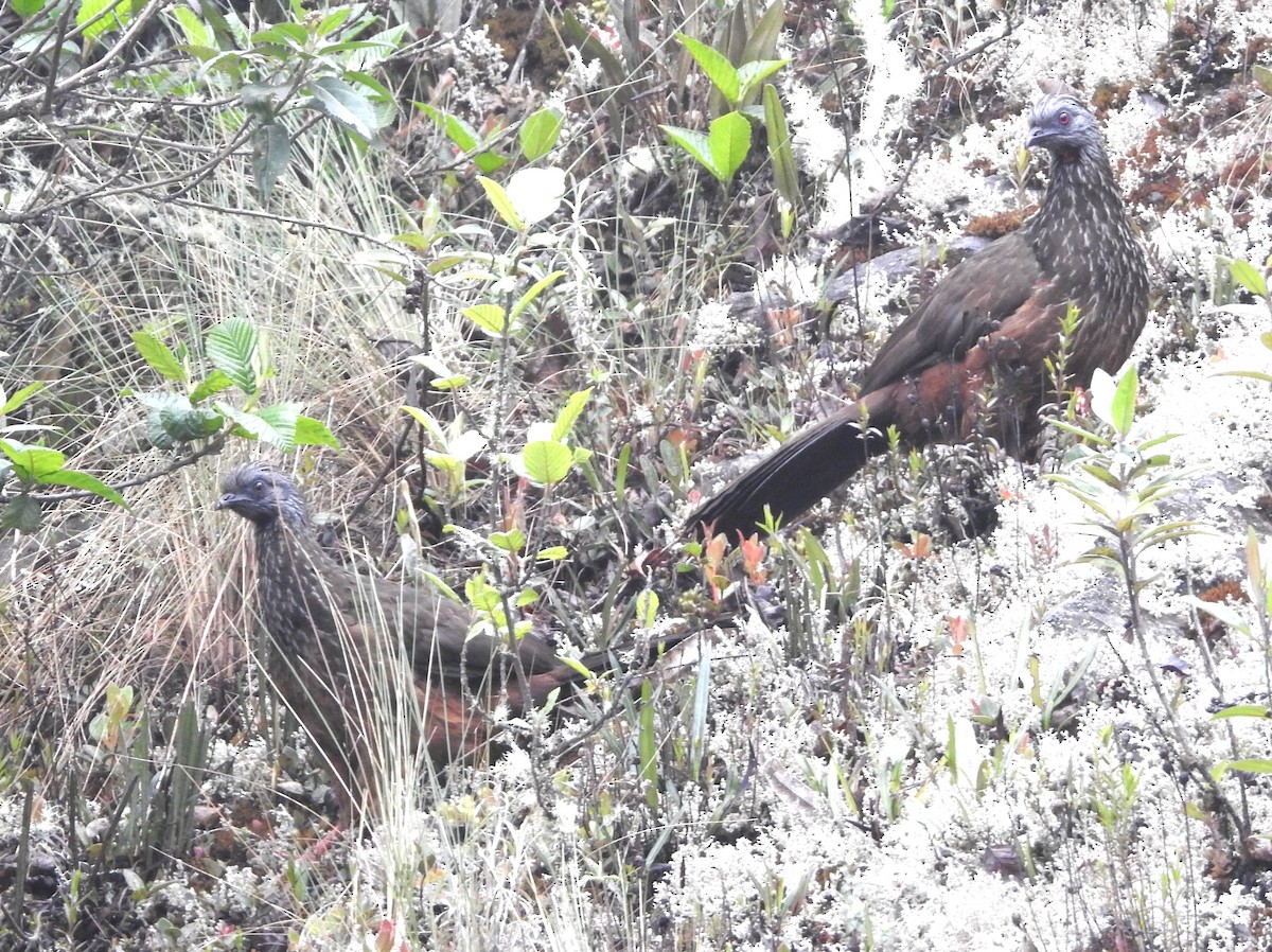 Andenguan - ML646132559