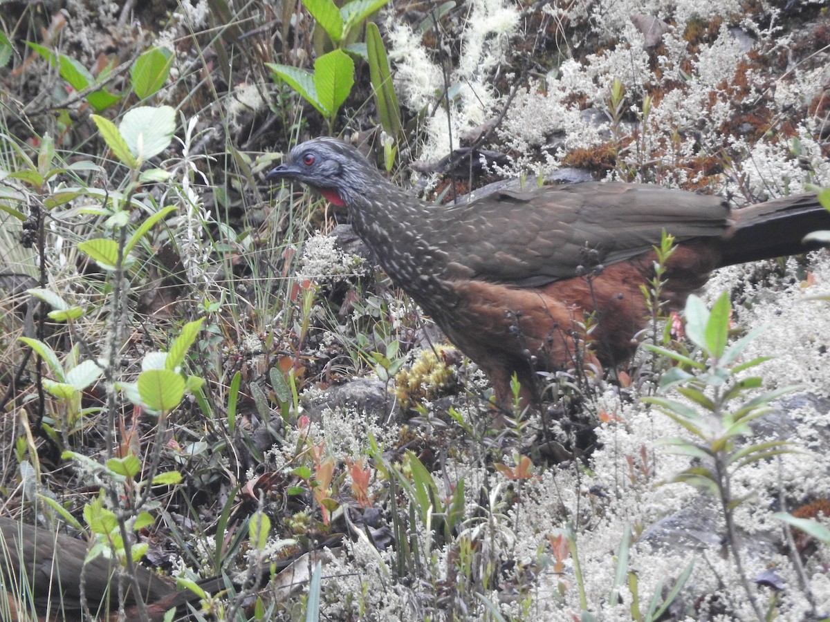 Andenguan - ML646132560