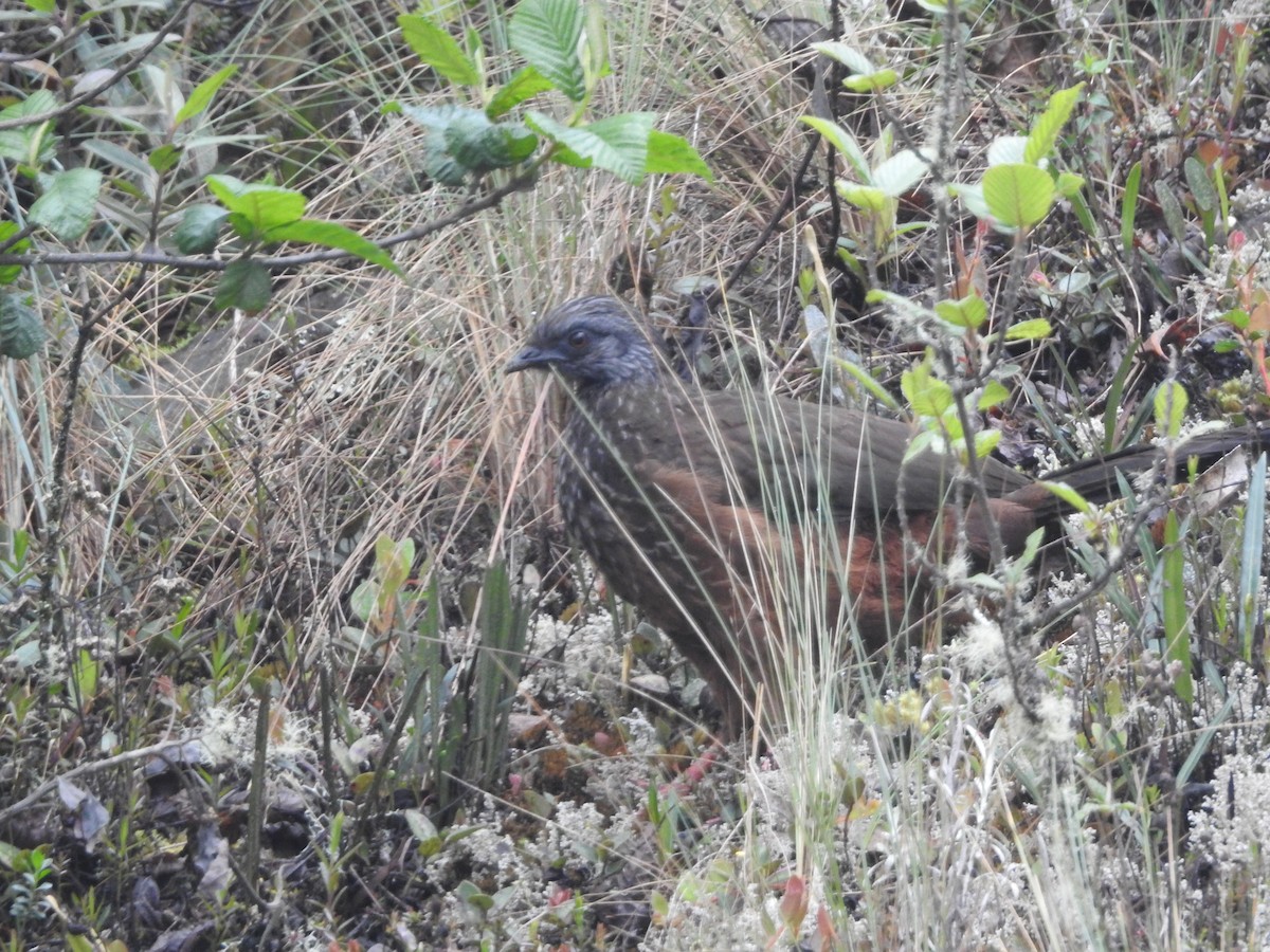 Andenguan - ML646132561