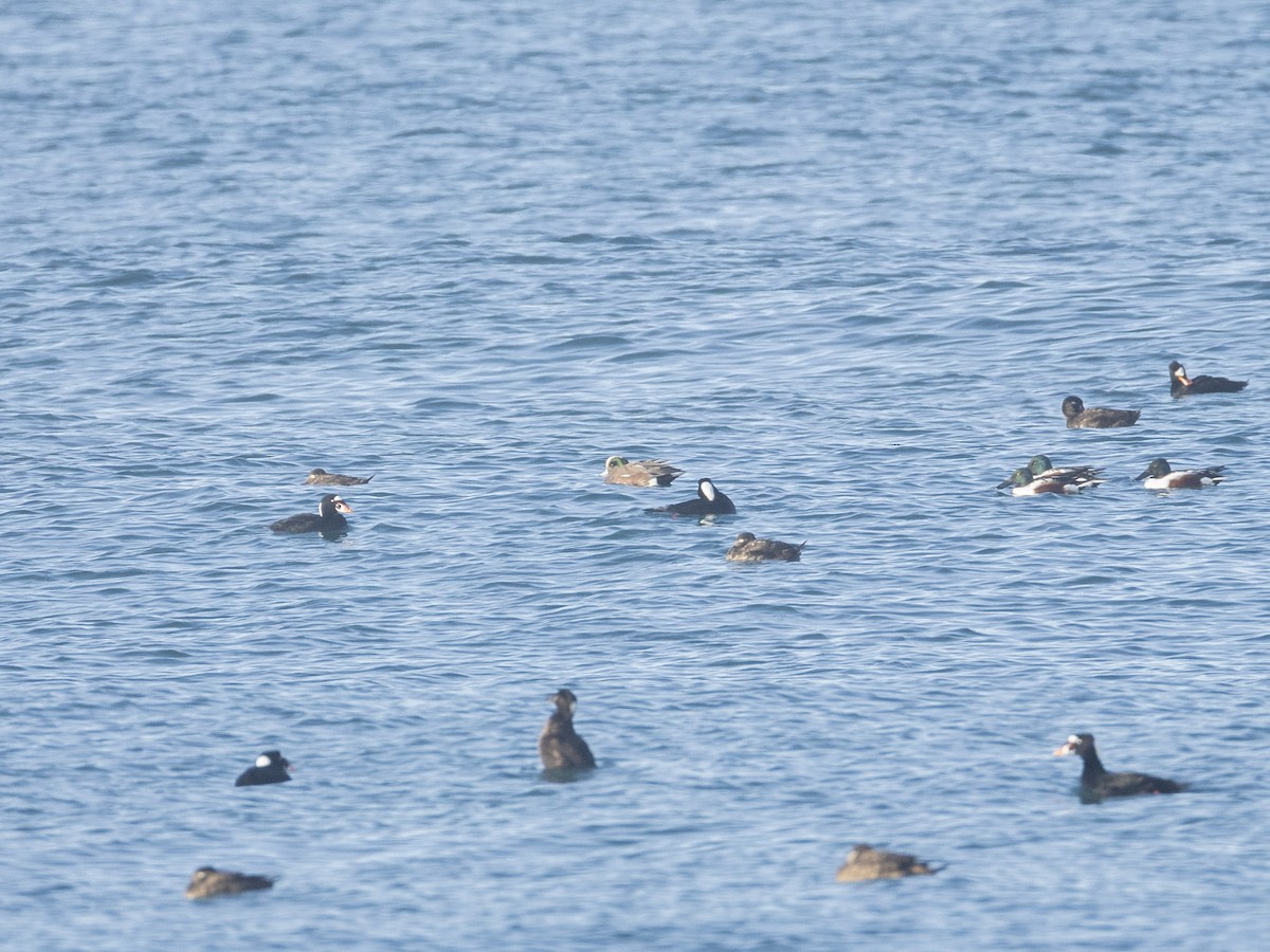 American Wigeon - ML646132564