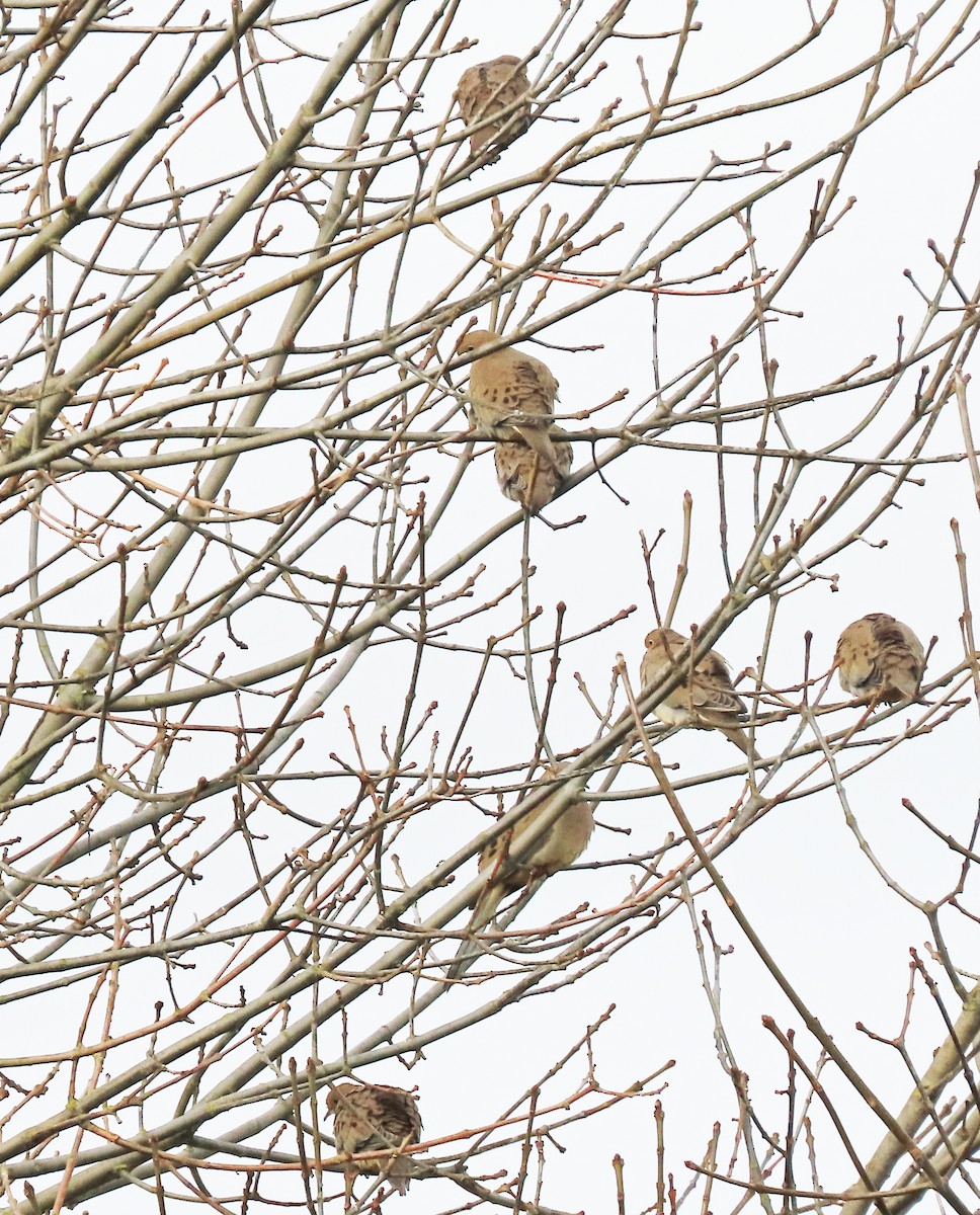 Mourning Dove - ML646132568