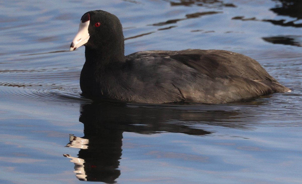 American Coot - ML646132579