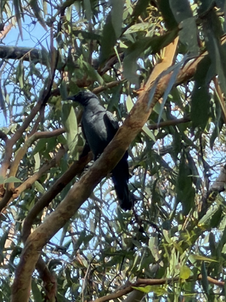 Sahul Cicadabird - ML646132588