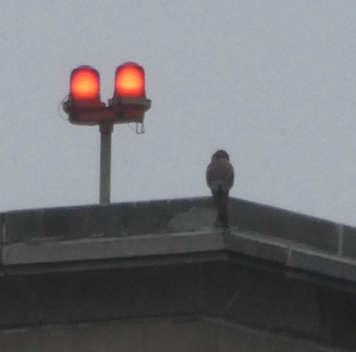 American Kestrel - ML646132607