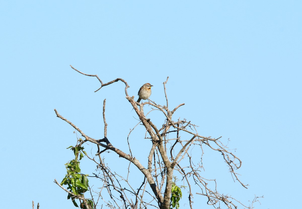 Chotoy Spinetail - ML646132615