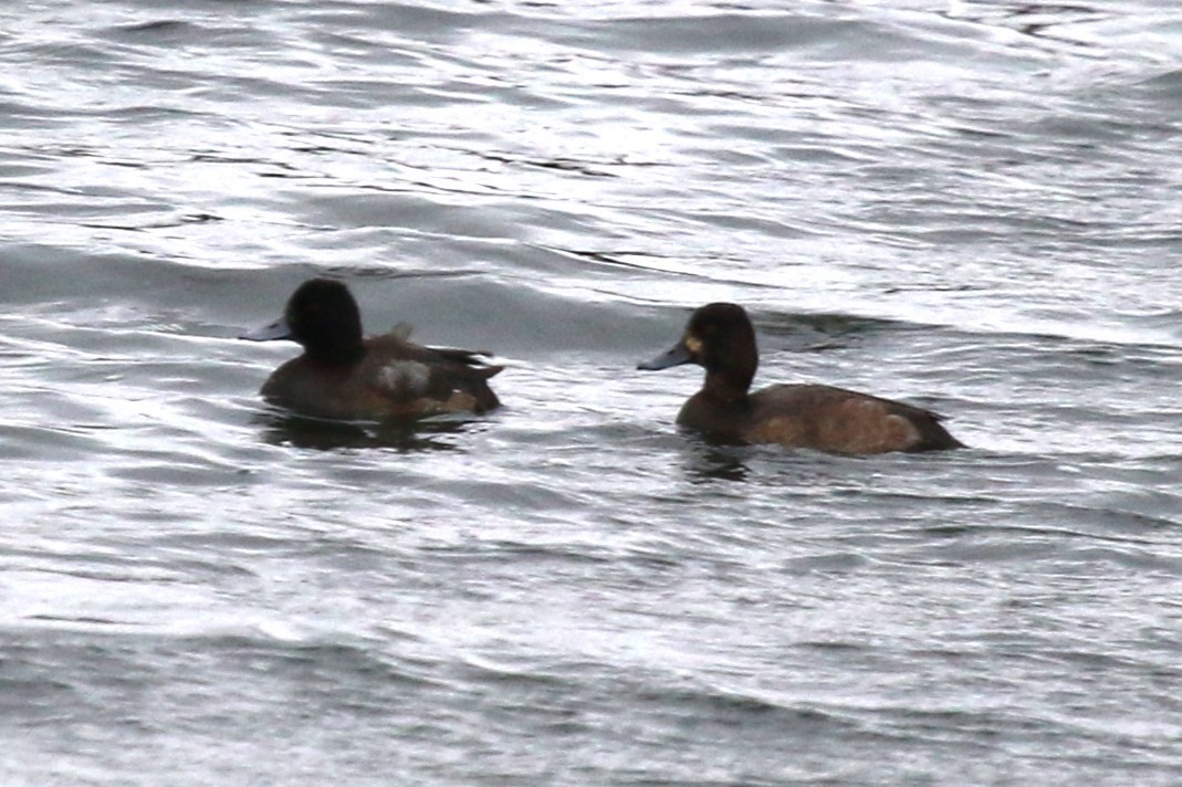 Lesser Scaup - ML646132628