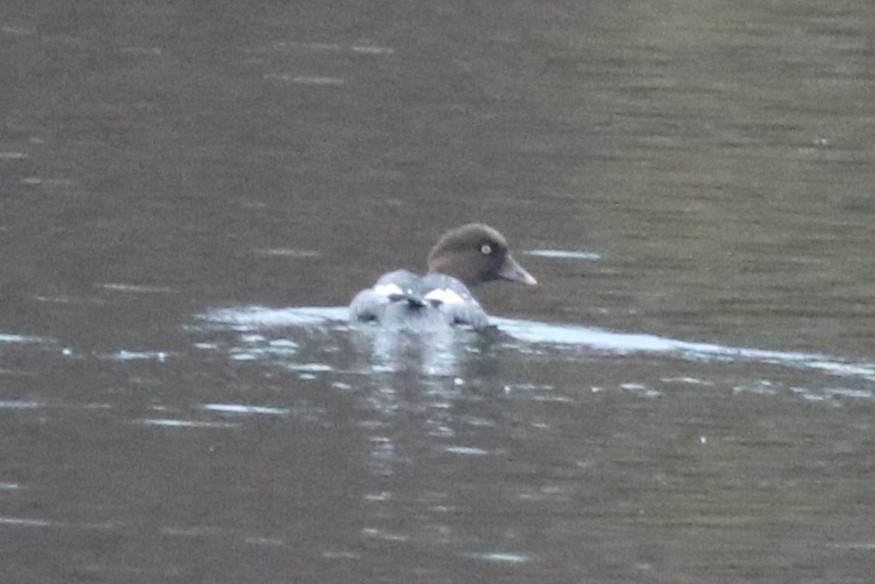 Common Goldeneye - ML646132638